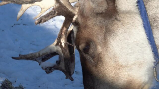 Northern Reindeer Rangifer tarandus with Massive Antlers Grazing on Snow on Sunny Cold Winter Day. Close Up View