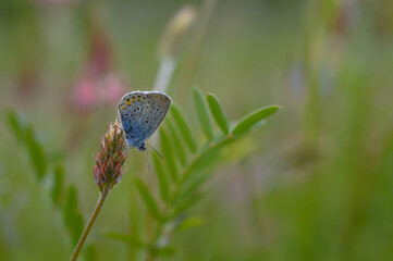 Common blue butterfly on a flower closed wings