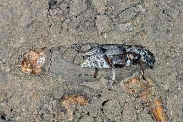 Young beetle of  Sugarbeet weevil (Asproparthenis punctiventris formerly Bothynoderes...