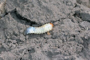 The larva of the May beetle Common Cockchafer or May Bug (Melolontha melolontha). Grubs are...