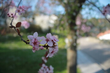 SPRING PINK