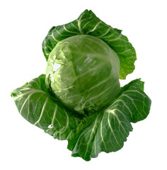Fototapeta premium Head of green young fresh cabbage with fluffed leaves, on a white background in insulated