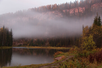 forest around the river at dawn