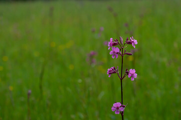 Fototapeta premium Red campion wild flowers - silene dioica,