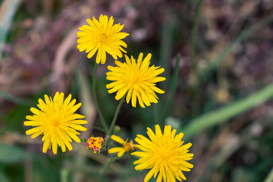 Yellow dandelion flower, Bitter chicory or radicheta, Taraxacum officinale, whose yellow flower is known as dandelion, is a plant of the Asteraceae family