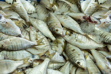 Fresh fish. Seafood market