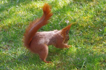 Eichhörnchen