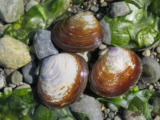 Varnish Clams - Nuttallia obscurata