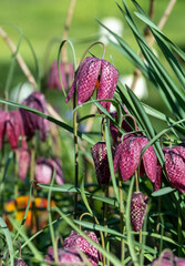 Purple and white chequered Snake's  Head Fritillary flowers grow in the grass outside the walled garden at Eastcote House, London Borough of Hillingdon, UK. Photographed on a sunny day in early April.