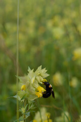 Bumblebee on a yellow wildflower in nature close up, macro
