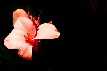 front view, close distance of a blooming canna lily with a black background