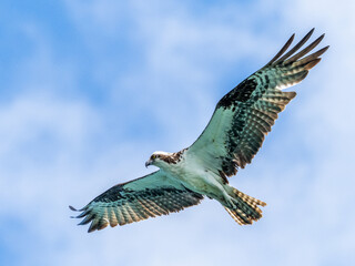 Osprey flying overhead in a blue sky with white clouds in Southwest Florida USA