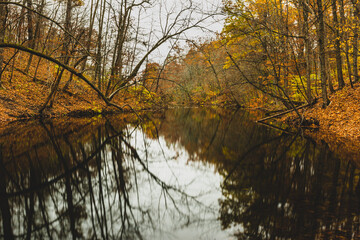 Fototapeta premium Reflection of trees in the water