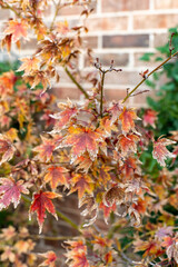 Fall Japanese maple leaves at sunset