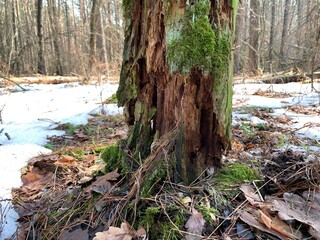 Rotten tree in the forest. Old dry tree trunk. Dead forest plant among the trees.