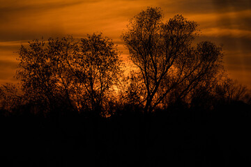 brilliant orange sunrise, the sun shines through the trees in the nature reserve