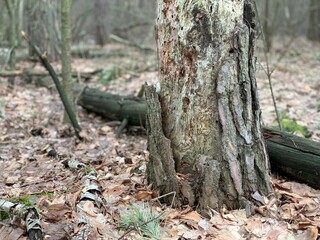 Rotten tree in the forest. Old dry tree trunk. Dead forest plant among the trees.