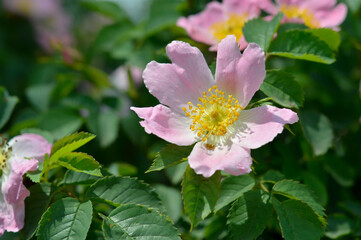Flowers of dog rose rosehip growing in nature