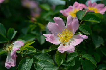 Flowers of dog rose rosehip growing in nature