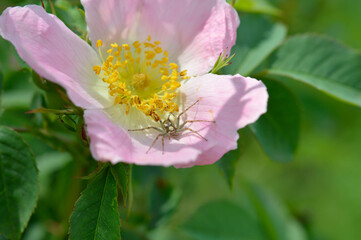 Dog rose with a spider, in nature close up,