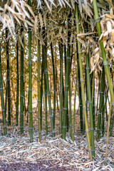 backlit bamboo grove at sunset with dead leaves