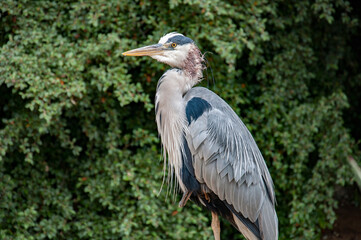 Closeup of a Grey heron.