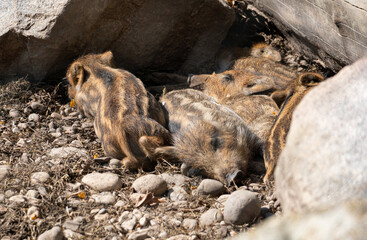 sleeping baby wild boars next to each other