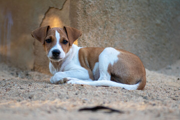 puppy dog