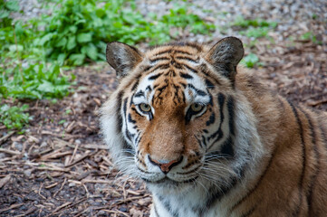 Closeup of an Amur Tiger.