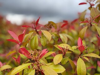 Obraz premium red and yellow leaves