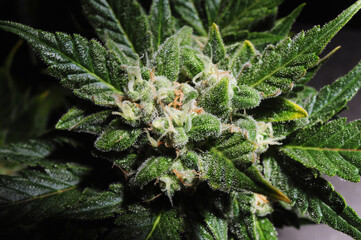 Blooming cannabis bush. Fresh plant isolated on black background, flat lat, top view. Green marijuana leaves. Herbal medicine layout. Hemp recreation, legalization concept.