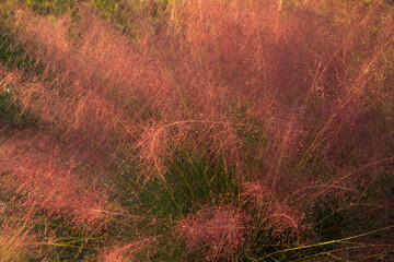 Floral background texture and pattern. Closeup view of ornamental grass Muhlenbergia capillaris, also known as pink muhly grass, green leaves and pink flowers, blooming in the garden at sunset. 