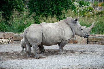 Obraz premium Southern White Rhinoceros and her calf. 