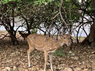 deer in the woods