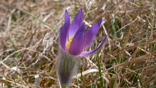 Gew&ouml;hnliche Kuhschelle (Pulsatilla vulgaris)