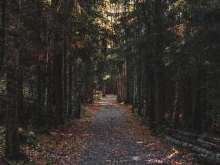 Fototapeta premium Moody forest path. Sunlight peaking through trees.