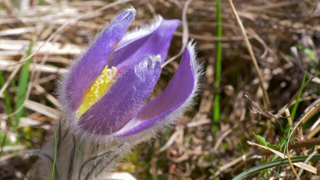 Gew&ouml;hnliche Kuhschelle (Pulsatilla vulgaris)