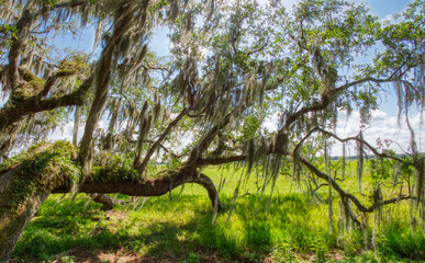 Fototapeta premium Live Oak tree with Spanish Moss overhanging green field in Myakka River State Park in Sarasota Florida USA
