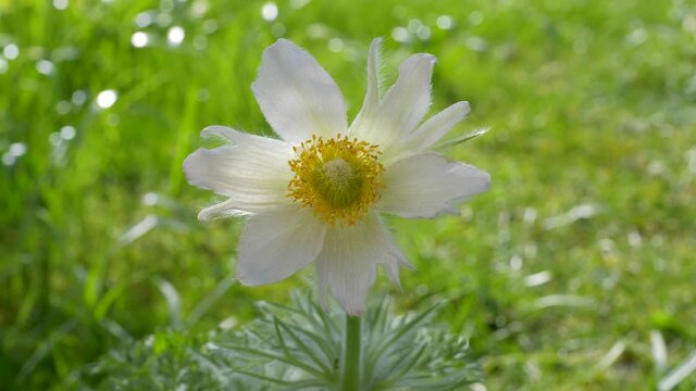 Wei&szlig;e Kuhschelle, Alba, Pulsatilla vulgaris, Bayern, Deutschland