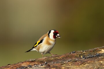 The European goldfinch or simply the goldfinch (Carduelis carduelis) sitting on the old branch.