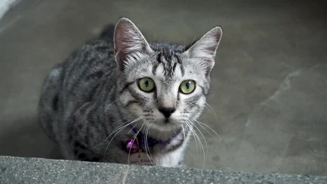 Cute cat in gray color looks at the camera with a funny face.