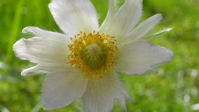 Wei&szlig;e Kuhschelle, Alba, Pulsatilla vulgaris, Bayern, Deutschland