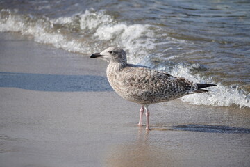 An der Ostsee: Kühlungsborn