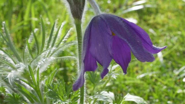 Gew&ouml;hnliche Kuhschelle (Pulsatilla vulgaris)