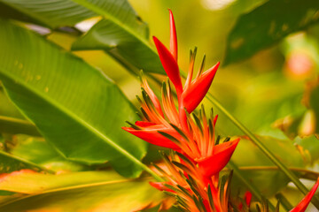 Flor tropical y exótica en un entorno natural. Conocida también como flor ave del paraíso.