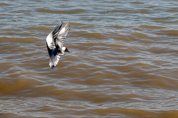 Black headed gull, chroicocephalus ridibundus, winter plumage in flight