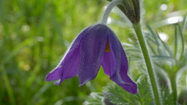 Gew&ouml;hnliche Kuhschelle (Pulsatilla vulgaris)