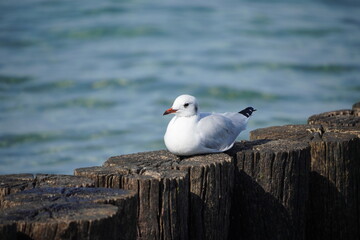 An der Ostsee: Kühlungsborn