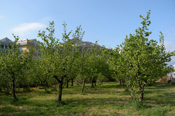 ALBERI DI NOCCIOLE,GIFFONI VALLE PIANA,1 APRILE 2021.