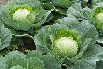 Fresh cabbage in a field, cabbage are growing in a garden - obrazy, fototapety, plakaty